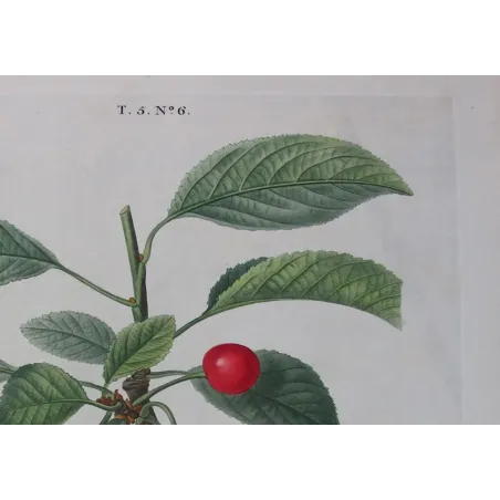 Antique Print by Pierre-Joseph Redouté – Cherry Tree (Cerasus)