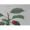 Cherry Tree (*Cerasus*) / Ceriser de Montmorency - Original engraving by Pierre-Joseph Redouté (c.1801-1819)