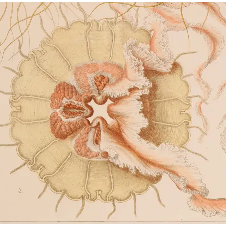Original Ernst Haeckel Medusae Lithographs (1879) – Before Kunstformen der Natur