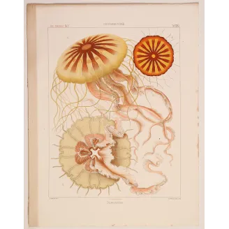 Original Ernst Haeckel Medusae Lithographs (1879) – Before Kunstformen der Natur