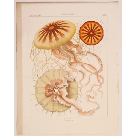 Original Ernst Haeckel Medusae Lithographs (1879) – Before Kunstformen der Natur