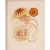 Before Kunstformen der Natur – Three Original Ernst Haeckel Medusae Lithographs (1879)