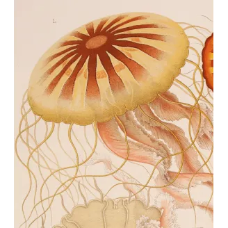 Original Ernst Haeckel Medusae Lithographs (1879) – Before Kunstformen der Natur