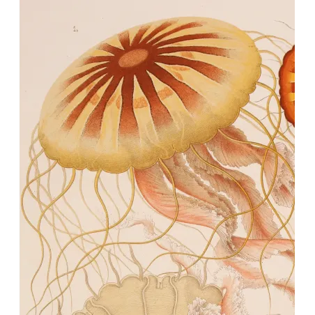 Original Ernst Haeckel Medusae Lithographs (1879) – Before Kunstformen der Natur
