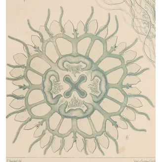 Original Ernst Haeckel Medusae Lithographs (1879) – Before Kunstformen der Natur