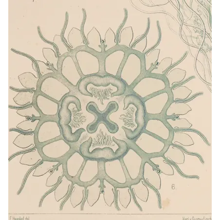 Original Ernst Haeckel Medusae Lithographs (1879) – Before Kunstformen der Natur