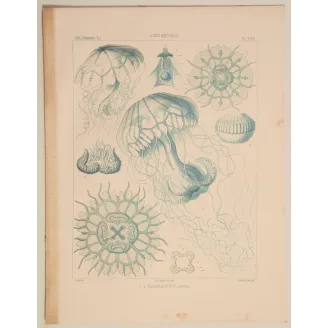 Original Ernst Haeckel Medusae Lithographs (1879) – Before Kunstformen der Natur