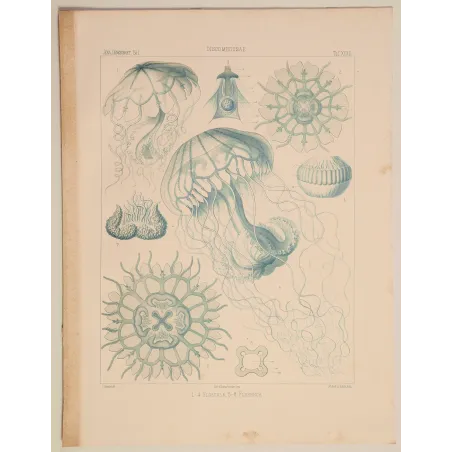 Original Ernst Haeckel Medusae Lithographs (1879) – Before Kunstformen der Natur