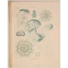 Before Kunstformen der Natur – Three Original Ernst Haeckel Medusae Lithographs (1879)