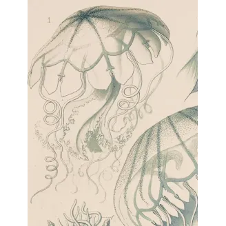 Original Ernst Haeckel Medusae Lithographs (1879) – Before Kunstformen der Natur
