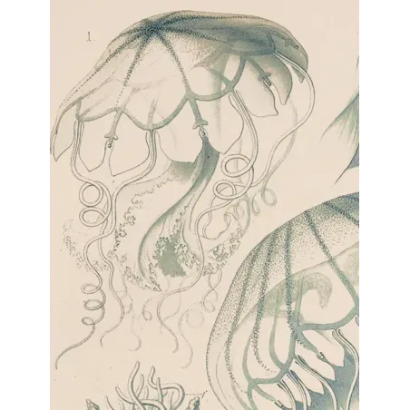 Original Ernst Haeckel Medusae Lithographs (1879) – Before Kunstformen der Natur