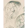 Before Kunstformen der Natur – Three Original Ernst Haeckel Medusae Lithographs (1879)