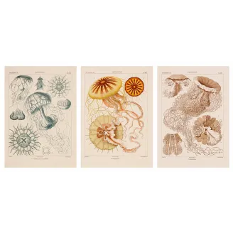 Original Ernst Haeckel Medusae Lithographs (1879) – Before Kunstformen der Natur