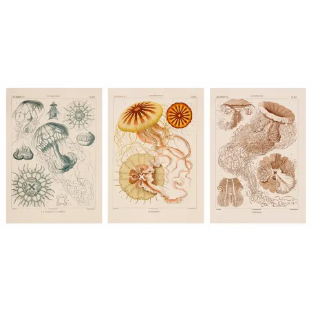 Original Ernst Haeckel Medusae Lithographs (1879) – Before Kunstformen der Natur