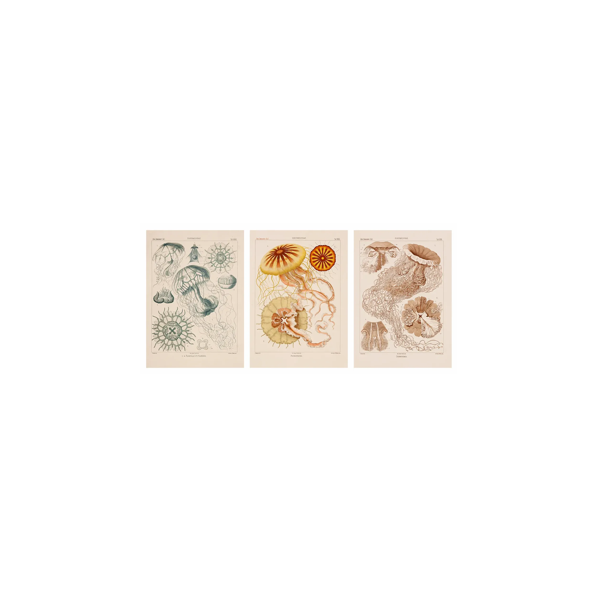 Original Ernst Haeckel Medusae Lithographs (1879) – Before Kunstformen der Natur