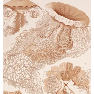 Original Ernst Haeckel Medusae Lithographs (1879) – Before Kunstformen der Natur