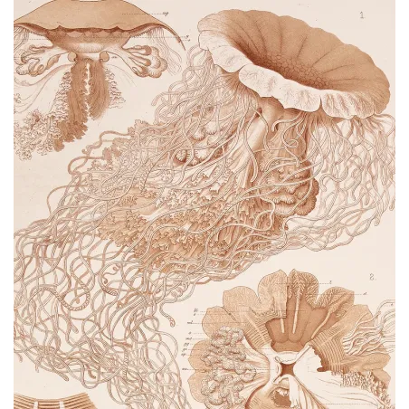 Original Ernst Haeckel Medusae Lithographs (1879) – Before Kunstformen der Natur
