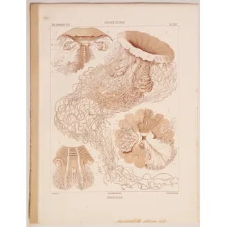 Original Ernst Haeckel Medusae Lithographs (1879) – Before Kunstformen der Natur