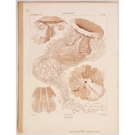 Original Ernst Haeckel Medusae Lithographs (1879) – Before Kunstformen der Natur
