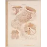 Before Kunstformen der Natur – Three Original Ernst Haeckel Medusae Lithographs (1879)