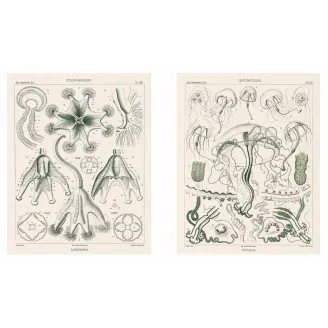 Ernst Haeckel Jellyfish Diptych – Original 1879 Lithographs