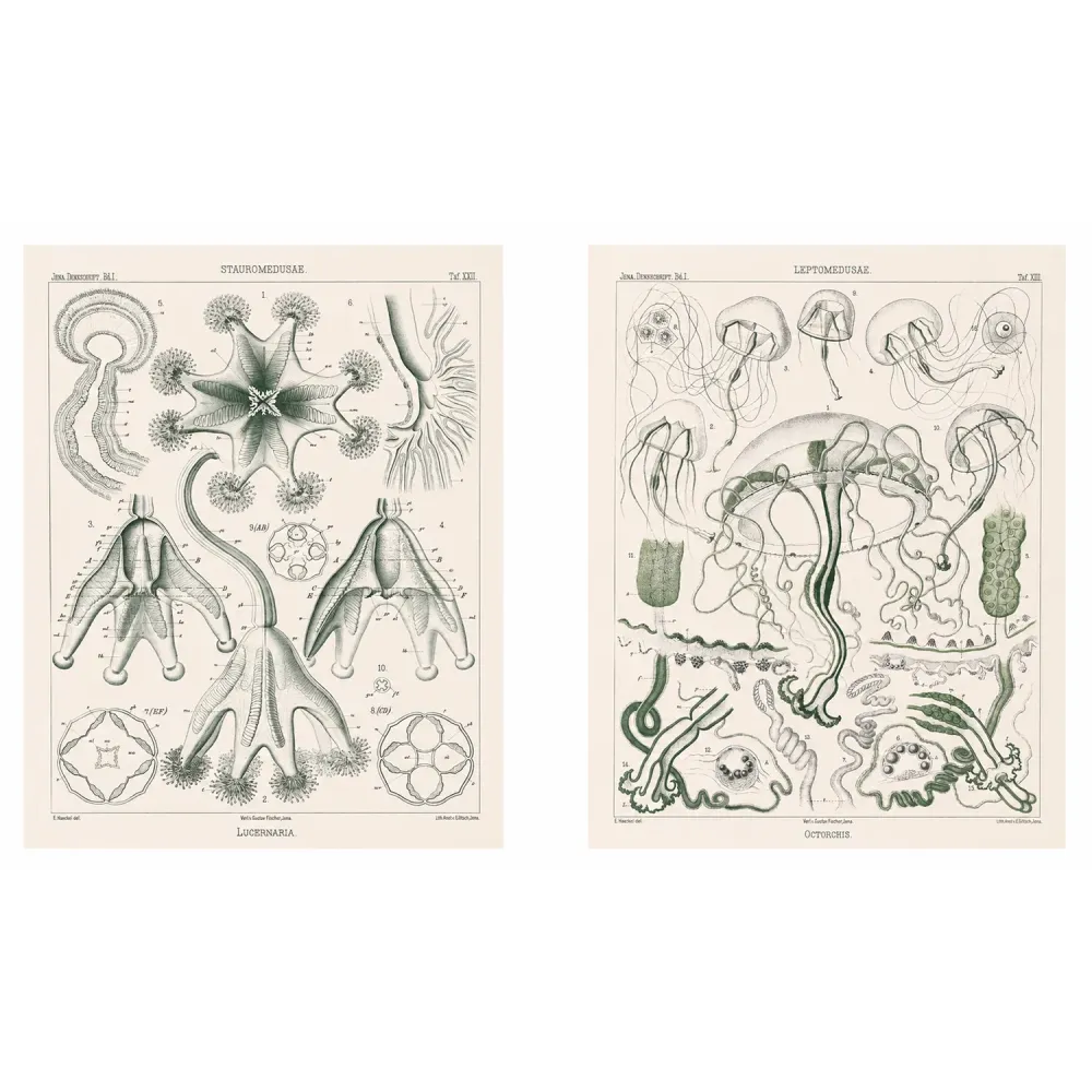 Ernst Haeckel Jellyfish Diptych – Original 1879 Lithographs
