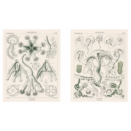 Ernst Haeckel Jellyfish Diptych – Original 1879 Lithographs
