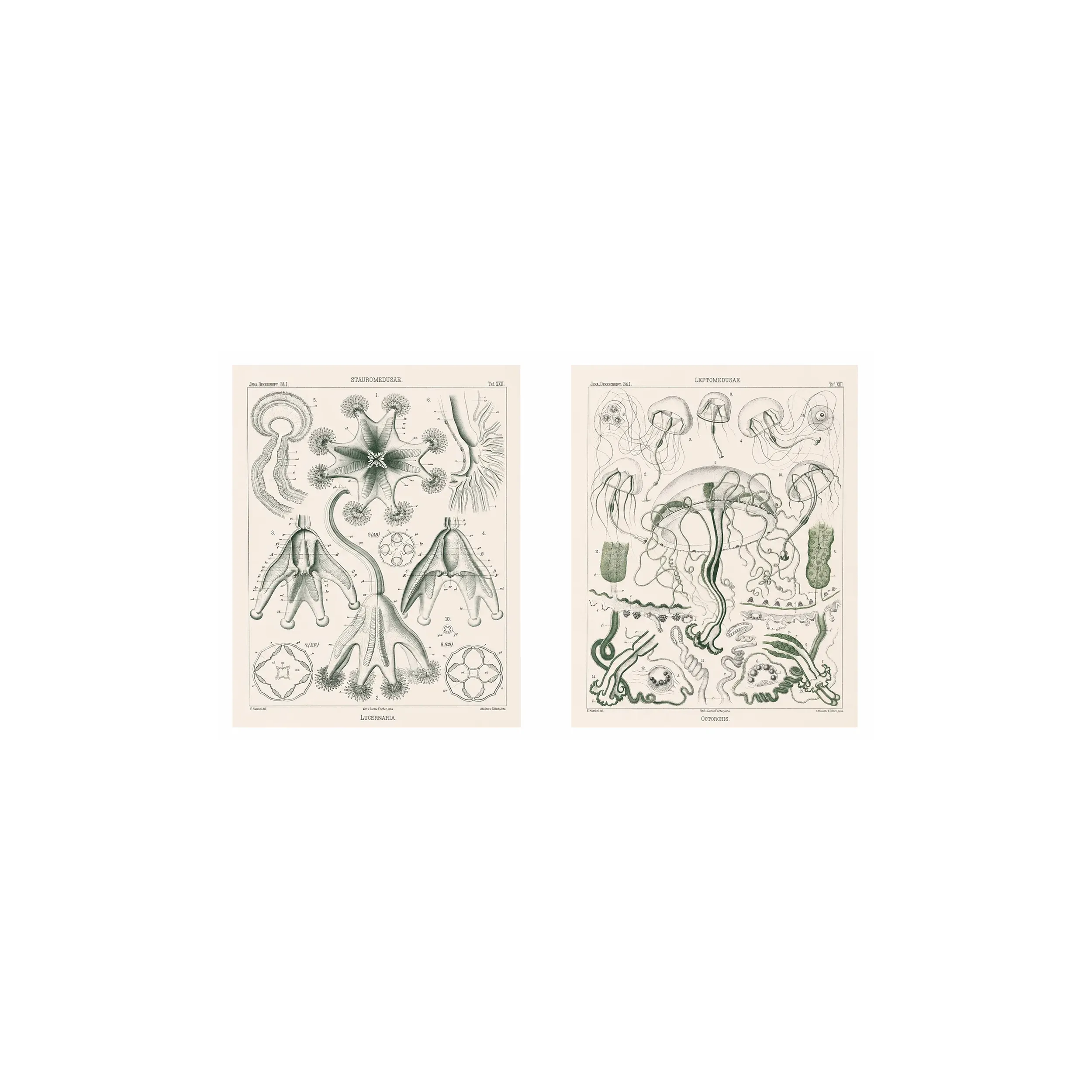 Ernst Haeckel Jellyfish Diptych – Original 1879 Lithographs