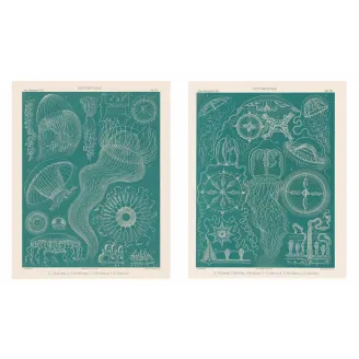Haeckel Blue Medusae Suite – Original Jellyfish Lithographs