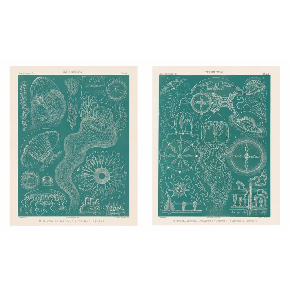 Haeckel Blue Medusae Suite – Original Jellyfish Lithographs