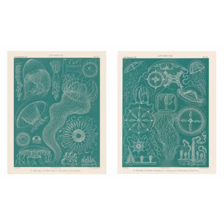 Haeckel Blue Medusae Suite – Original Jellyfish Lithographs