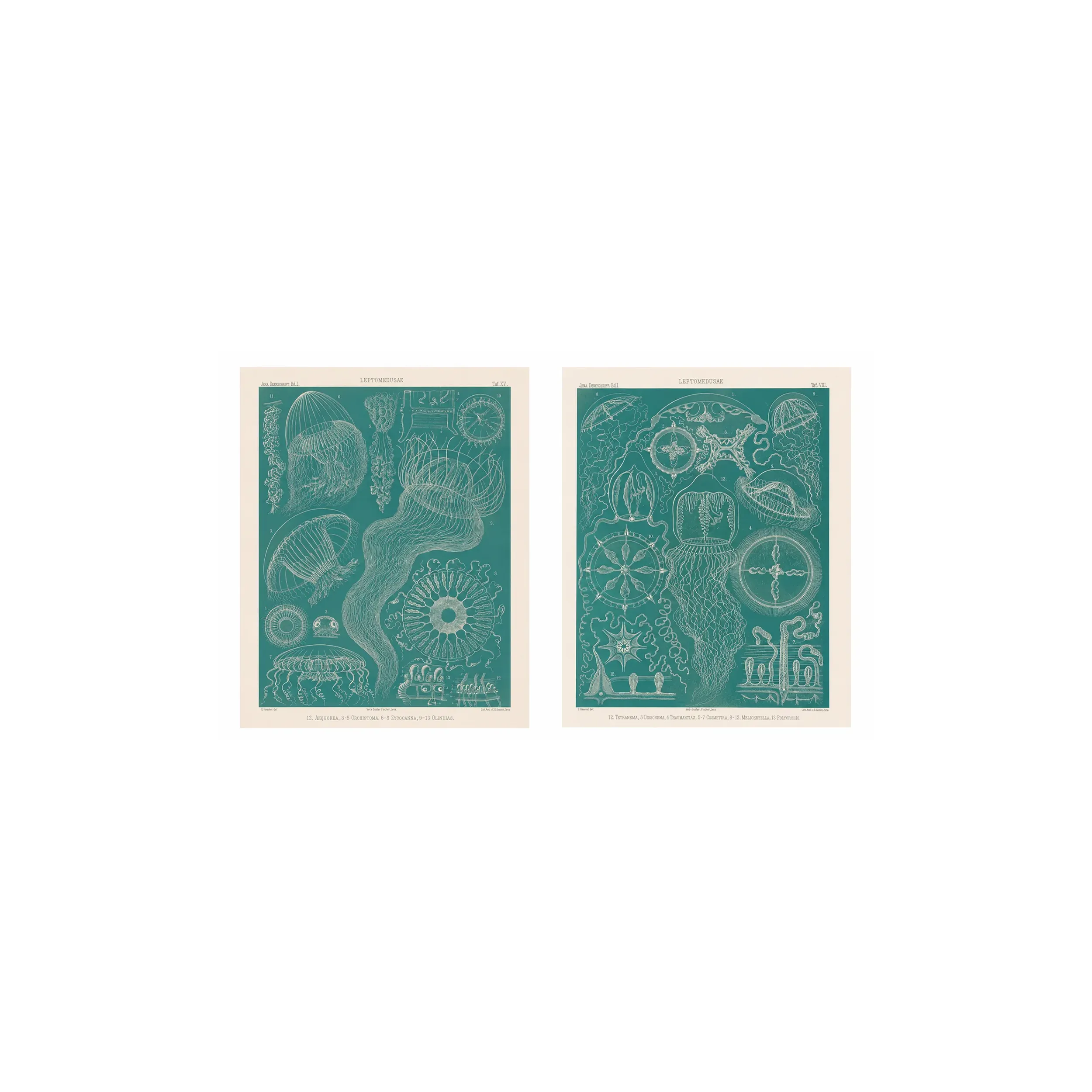 Haeckel Blue Medusae Suite – Original Jellyfish Lithographs