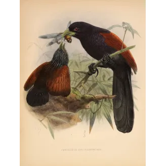 Red-faced Malkoha – Keulemans Antique Bird Print