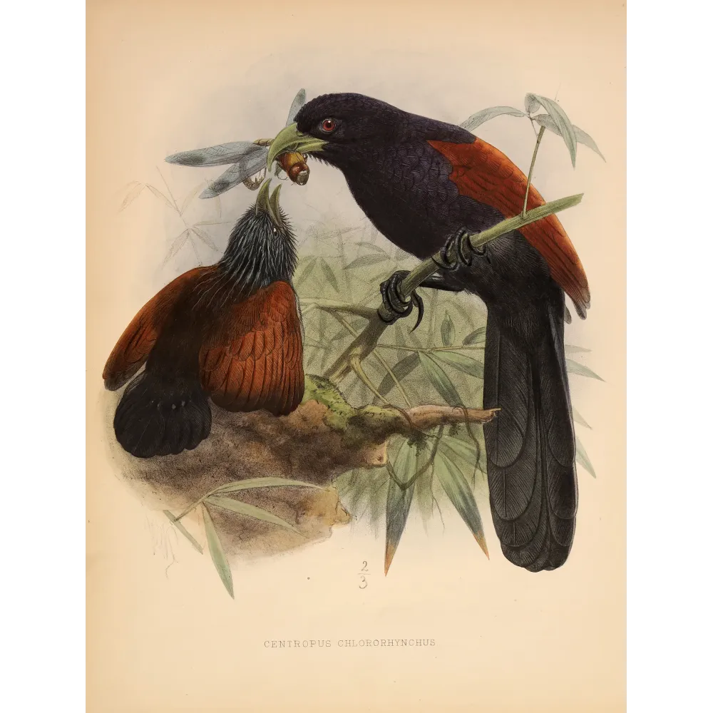 Red-faced Malkoha – Keulemans Antique Bird Print