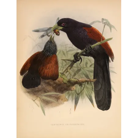 Red-faced Malkoha – Keulemans Antique Bird Print