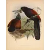 Red-faced Malkoha (Centropus chlororhynchus) – Original Antique Bird Print by Keulemans