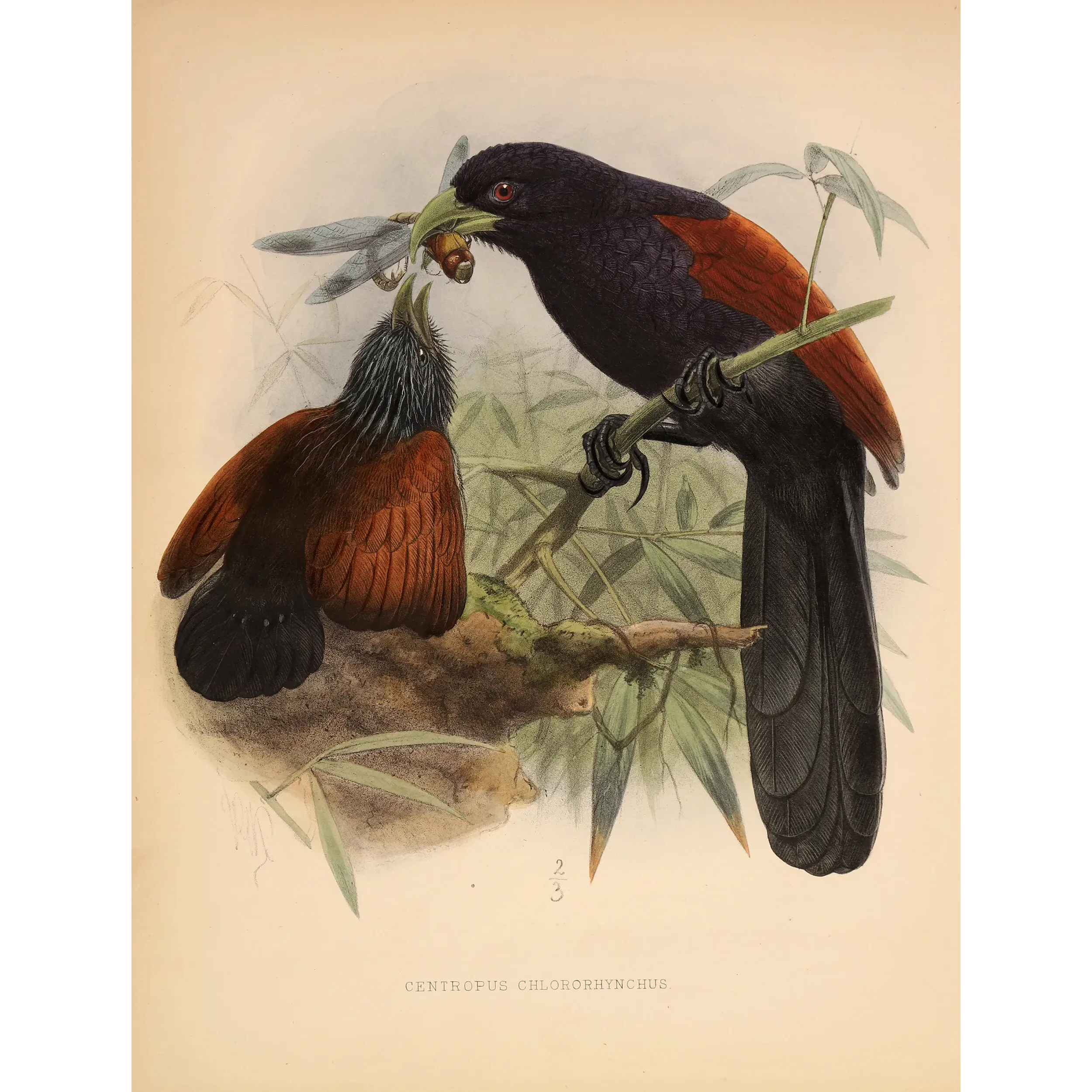 Red-faced Malkoha – Keulemans Antique Bird Print