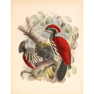 Crimson-backed Flameback – Keulemans, Antique Hand-Colored Engraving