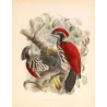 Crimson-backed Flameback (Chrysocolaptes stricklandi) – Original Antique Bird Print by Keulemans