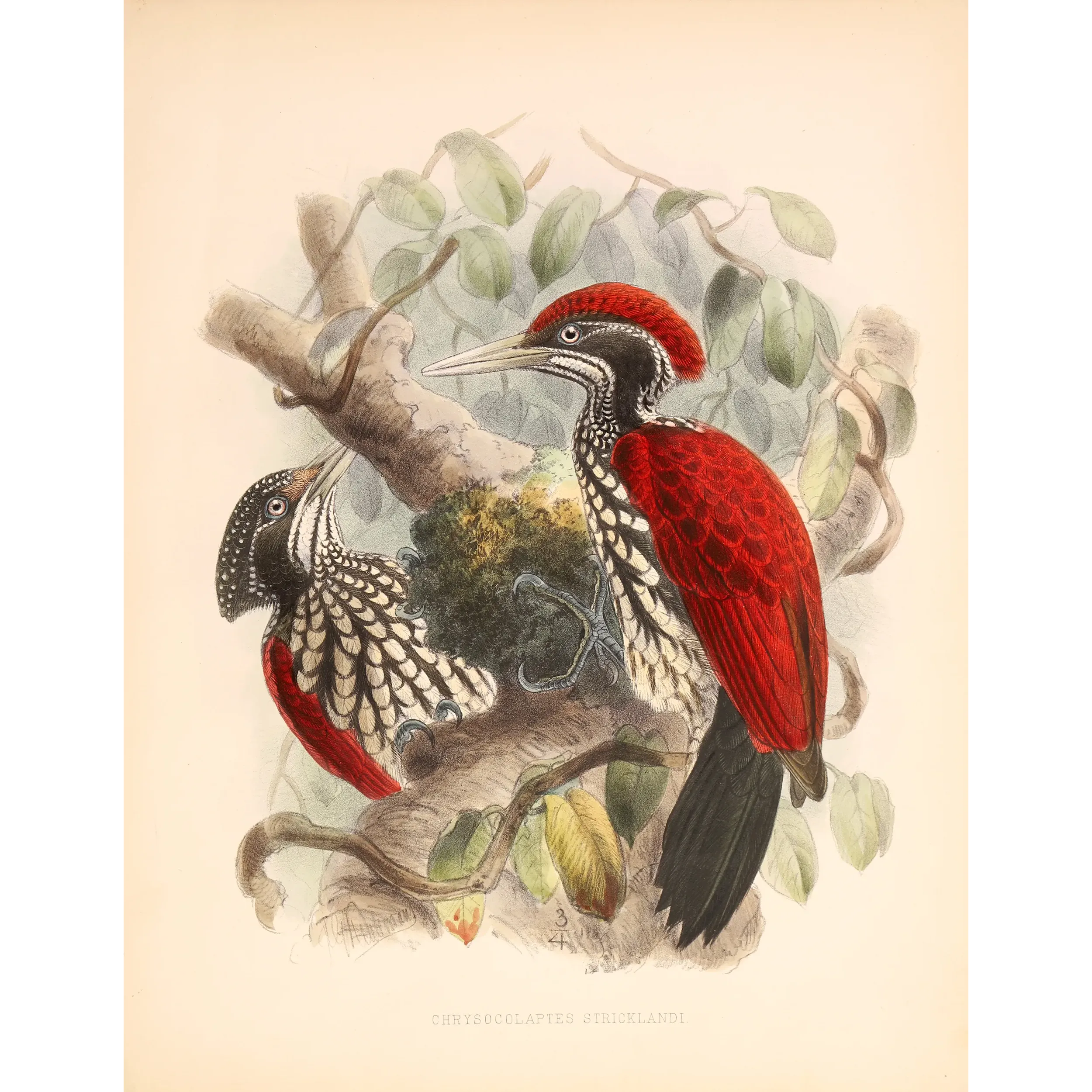 Crimson-backed Flameback – Keulemans, Antique Hand-Colored Engraving