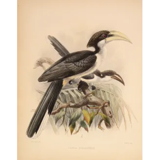 Ceylon Hornbill – Keulemans, Antique Hand-Colored Engraving