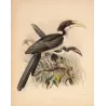 Ceylon Hornbill (Tockus gingalensis) – Original Antique Bird Print by Keulemans