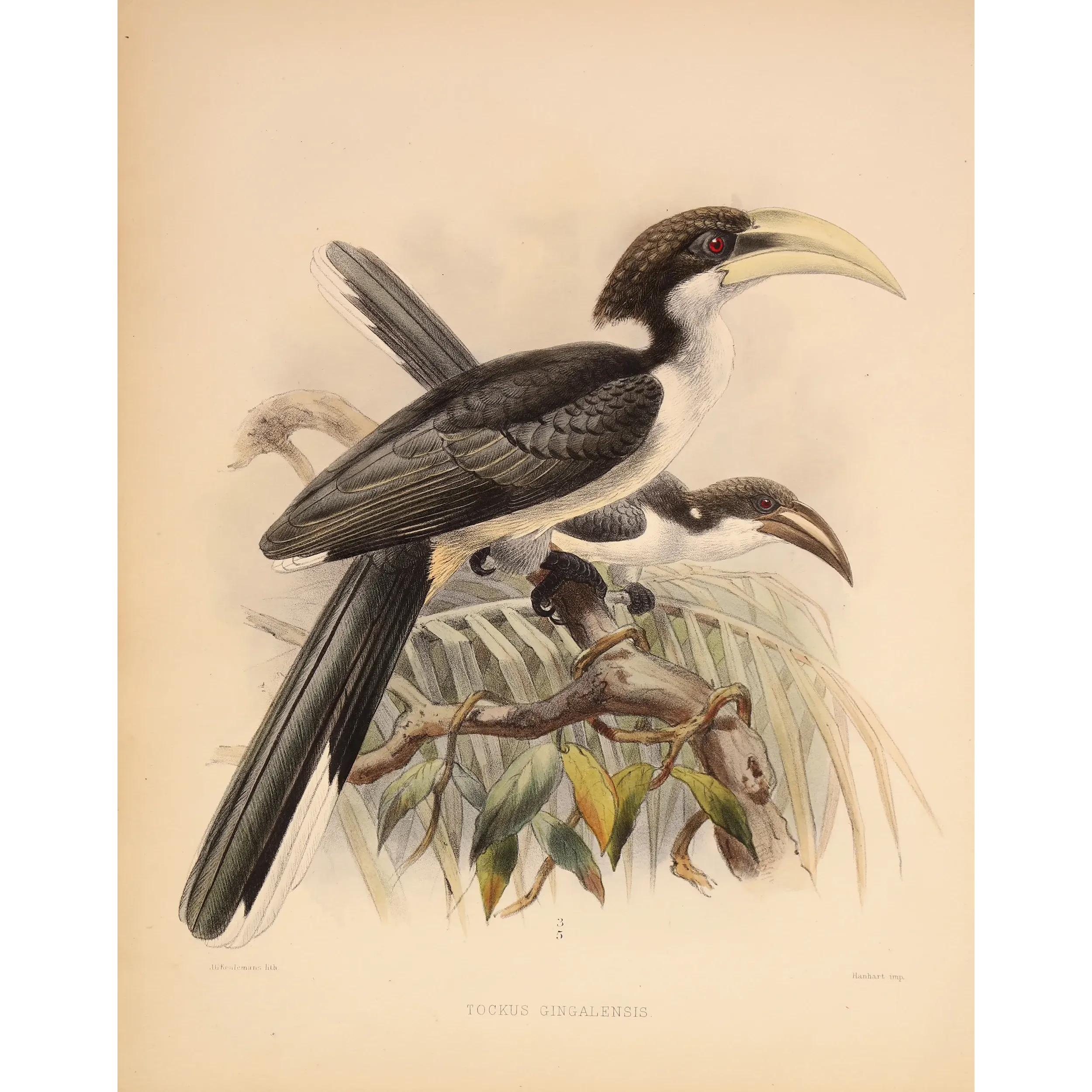 Ceylon Hornbill – Keulemans, Antique Hand-Colored Engraving