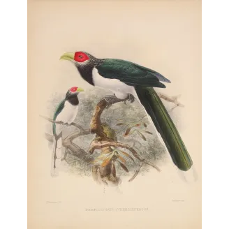 Red-faced Malkoha – Keulemans, Antique Hand-Colored Engraving