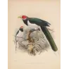 Red-faced Malkoha (Phaenicophaeus pyrrhocephalus) – Original Antique Bird Print by Keulemans