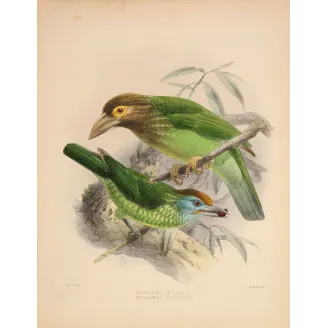 Ceylon Barbets – Keulemans, Antique Hand-Colored Engraving