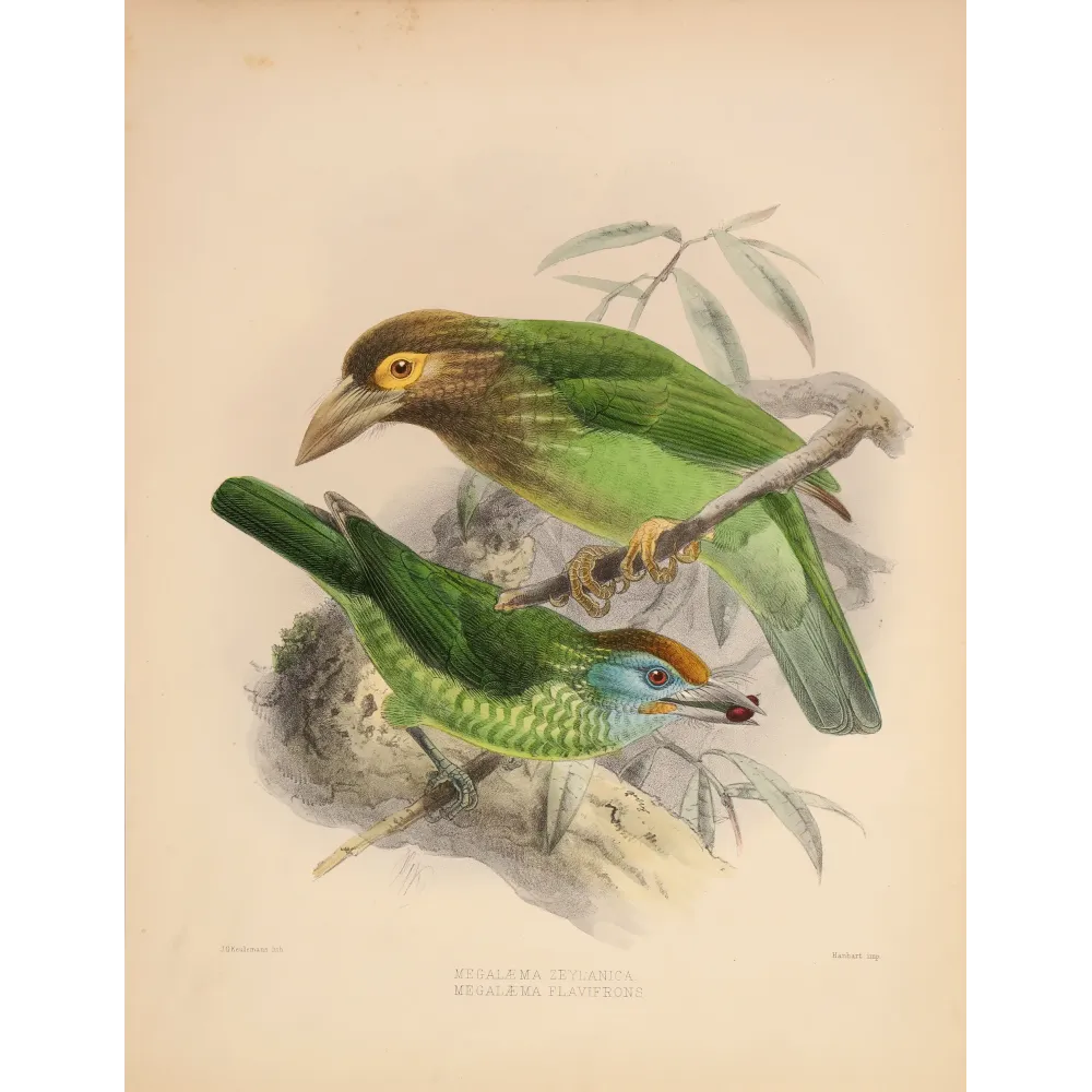Ceylon Barbets – Keulemans, Antique Hand-Colored Engraving