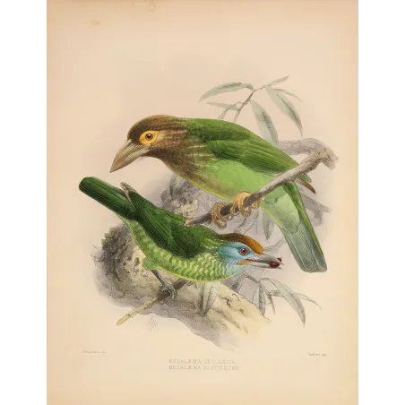 Ceylon Barbets – Keulemans, Antique Hand-Colored Engraving