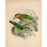 Ceylon Barbets (Megalaema zeylanica & Megalaema flavifrons) – Original Antique Bird Print by Keulemans