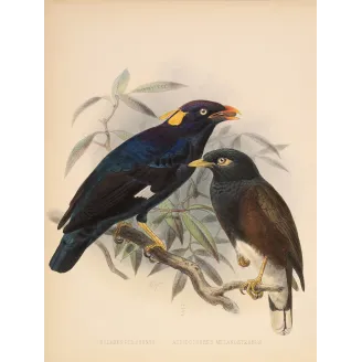 Sri Lankan Mynas – Keulemans, Antique Hand-Colored Engraving